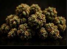 Premium cannabis flower